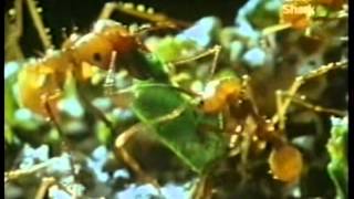 La Guia Maxima Hormigas  Discovery Chanel Video [upl. by Daenis63]