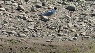 Little Ringed Plover under attack [upl. by Faina]