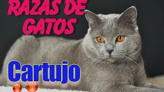 Todo Sobre El Gato Cartujo  El gato Cartujo o Chartreux [upl. by Einahpats775]