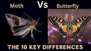 Butterfly vs Moth The 10 Key Differences You Must Know [upl. by Kennie]