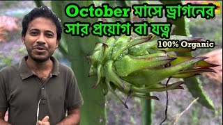 অক্টোবর মাসে ড্রাগনের পরিচর্যা বা সার প্রয়োগ  Dragon tree care or Fertilization in Octobe [upl. by O'Rourke]