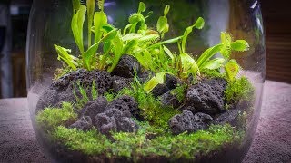 The Venus Fly Trap Terrarium [upl. by Iverson]