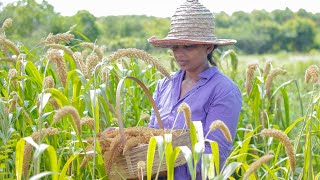 Foxtail Millet harvesting Thana hal and make sweet  mali cooking [upl. by Lenz397]