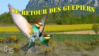 Le Guêpier dEurope Documentaire👍 [upl. by Aracal]