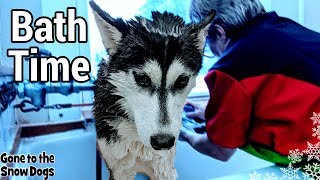 Husky First Time Grooming Professionally [upl. by Yllim741]