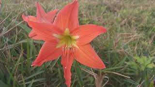 Amaryllidaceae  Hippeastrum striatum Lam HEMoore 882019 [upl. by Danieu]