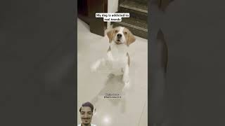 😂 Romeo Addicted to trending reels  Funny dog video  comedy dog funny shortsfeed doglover [upl. by Telrahc]