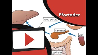 Pfortaderkreislauf wwwclipdocsde [upl. by Aicnorev]