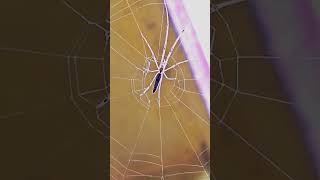 Long jawed orb weaver spider shortsvideo insectopedia123 Insectopedia123 [upl. by Welcome]