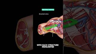 Best flashcards on Human Anatomy🔥 App Easy Anatomy usmle anatomy medicine medschool [upl. by Aisetal433]