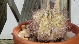 COPIAPOA GRANDFLORA CACTUS PLANT [upl. by Sasha]