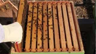 Drones and messy burr comb  Bee Vlog 84  Mar 30 2013 [upl. by Aron283]