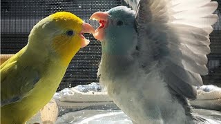 Parrotlet Talking amp Singing  Parrotlets Whistling [upl. by Gerdi]