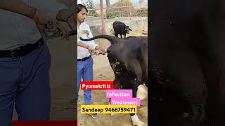 Metritis treatment trending cow viralvideo animals shorts shortvideo 👋🐪💉🦬🏥👍 [upl. by Ulu]