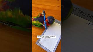 This girl saved a rainbow lorikeet and then this happened parrot babyparrot short [upl. by Asirrac]