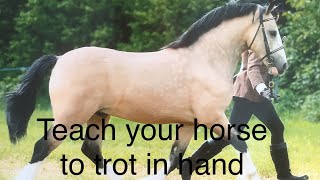 How to teach your horse  foal  yearling  young horse to trot in hand horse tips yearling [upl. by Asquith]