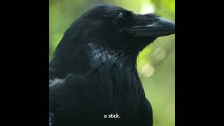 The New Caledonian Crows Who Use Tools facts crows interestingfacts shorts [upl. by Eilis]