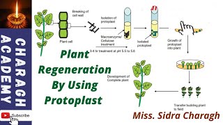 Plant Regeneration By Using Protoplast [upl. by Cloris]