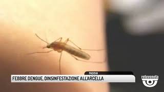 TG PADOVA 23082019  FEBBRE DENGUE DINSINFESTAZIONE ALLARCELLA [upl. by Fayre]