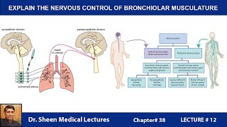 EXPLAIN THE NERVOUS CONTROL OF BRONCHIOLAR MUSCULATURECH 38 LM 12 [upl. by Narud]