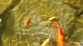 Pond Goldfish Minnows and Babies [upl. by Zebapda346]