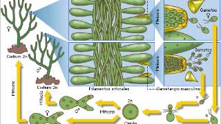 Ciclos de vida plantas Haplonte diplonte haplodiplonte [upl. by Abrahamsen]