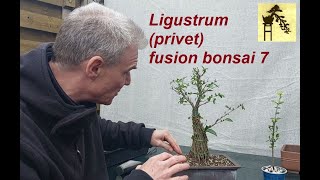 Ligustrum fusion privet bonsai 7 [upl. by Ahsitaf]