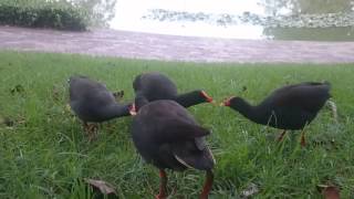 Moorhens In The Park Sharing Food [upl. by Karee]