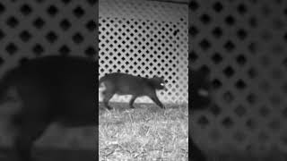 The Night Stalkers florida wildlife backyard cats [upl. by Giraldo]