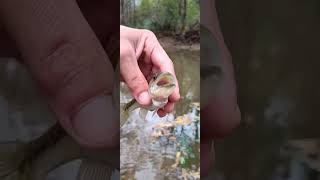 Creek Fishing Fish 1 teeny bass of 6 [upl. by Mic412]