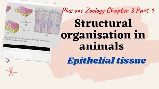 PLUS ONEZOOLOGYCHAPTER 3STRUCTURAL ORGANISATION IN ANIMALSPART 1EPITHELIAL TISSUEIN MALAYALAM [upl. by Lander]