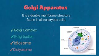 Golgi complex structure composition and functionscell biology [upl. by Aneehsar]