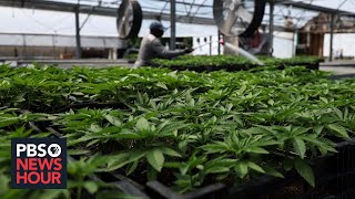 US health officials recommend moving marijuana to lowerrisk drug classification [upl. by Aennil]