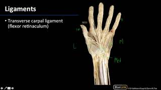 Wrist amp Hand Ligaments Wrist Hand Foot  Dissection Supplement [upl. by Eelrak833]