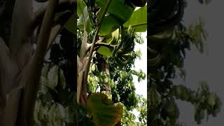 The horn banana tree is already bearing fruit nature harvest garden farming harvest shorts [upl. by Oedama]