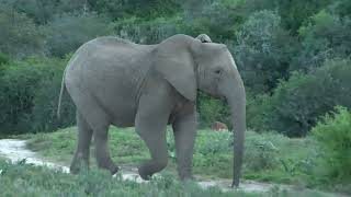 Amakhala Game Reserve  Discovering Tuskless Wonders [upl. by Arrais]