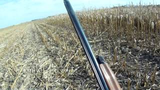 South Dakota Pheasant Hunting\Garden Hills [upl. by Lraep78]