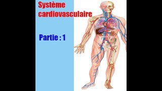 Système cardiovasculaire [upl. by Ahsaetal445]