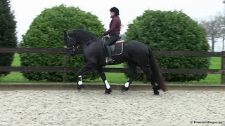 Safe Bombproof beginner friendly Friesian horse for Dressage pleasure riding amp driving For Sale [upl. by Winchester]