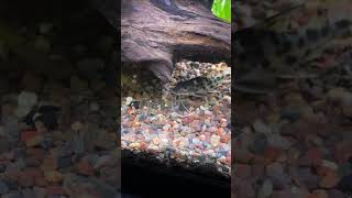 PICTUS CATFISH under the driftwood aquariumfishkeepers fishkeepingcommunity fishtankdesign [upl. by Aihtenak]