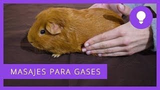 👐 MASAJES PARA ALIVIAR DOLOR DE GASES EN COBAYAS 🐹💨 [upl. by Arodasi]