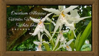 Oncidium Aliceara Winter Wonderland White Fairy  Orchard House [upl. by Ban]