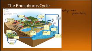 Phosphorus Cycle [upl. by Euqinot606]