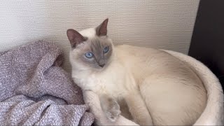 【tonkinese】猫と休日を過ごす 2024106 トンキニーズ [upl. by Nelleoj]