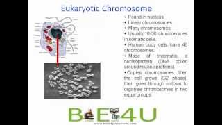 Difference between Prokaryotic and Eukaryotic Chromosomes  Cell Biology  biologyexams4u [upl. by Assert]