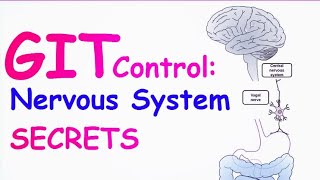 How Your Brain Controls Digestion Nervous Control of the GIT Explained [upl. by Kessel]