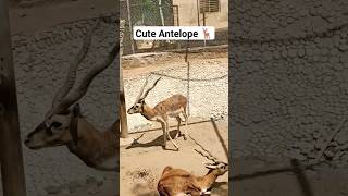 Cute Antelope deer antelope animals shorts [upl. by Ellekram]