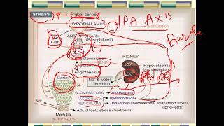 corticosteroids part 1 2024 [upl. by Henriette]