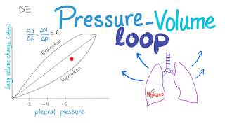 Respiratory Response To High Altitude  Acclimatization Physiology  Respiratory Physiology [upl. by Hilde626]