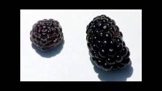 Black Raspberry vs Blackberry [upl. by Najed34]